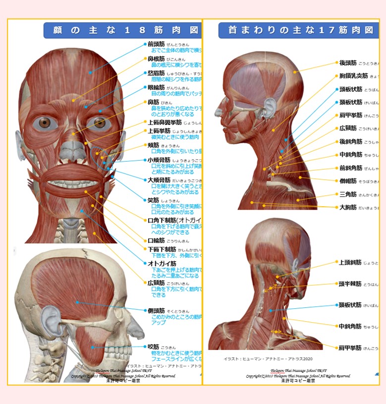 小顔 筋肉図